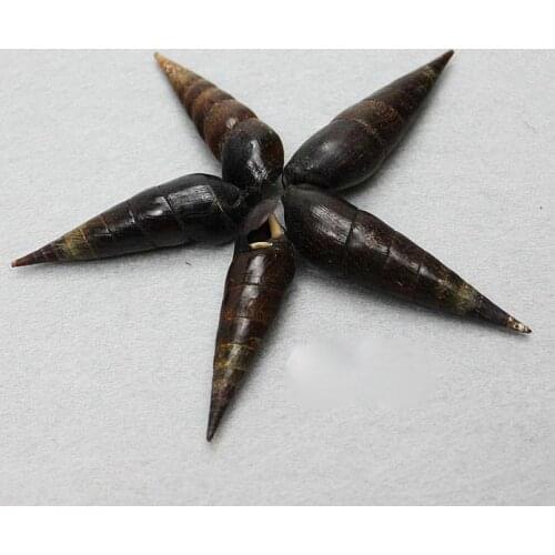 Heiwei snail 5-6 cm Oncomelania natural conch shell sea urchin starfish sea iron tree Mediterranean home decoration