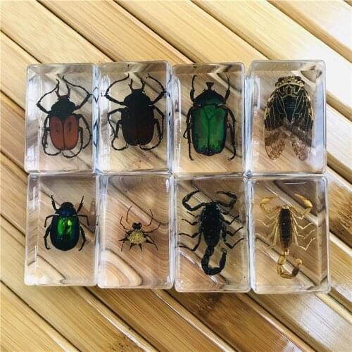 Amber Resin Insect Animal Specimen 43mm*28mm*21mm Childrens Gift Surprise Crab Spider Scorpion Decorations for Home