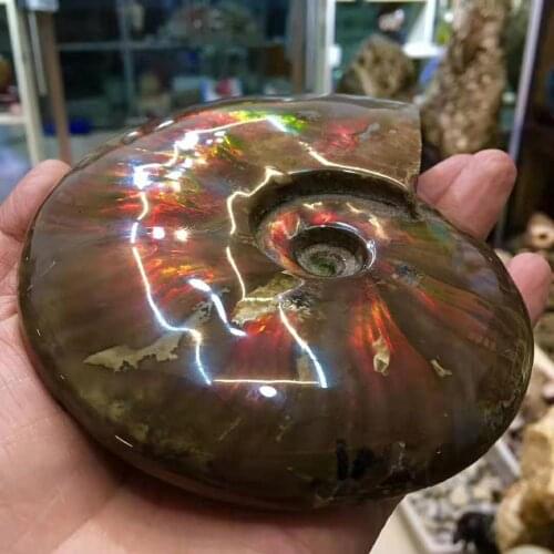 Natural Madagascar color ammonites fossil mineral specimens