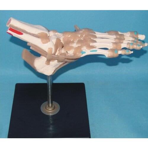 Natural size foot jiont skeleton model with ligament muscle coloring foot joint function model
