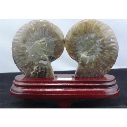 270g NATURAL CUT CRETACEOUS AMMONITE FOSSIL Sliced + STAND 135g