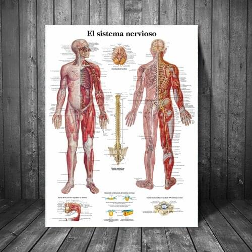The Human Musculature Art Canvas Posters And Prints Human Body System Canvas Paintings On the Wall Art Pictures Home Decoration
