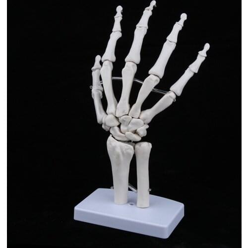 Medical Life Size Human Hand Joint Skeleton Anatomical Model, Human Anatomy