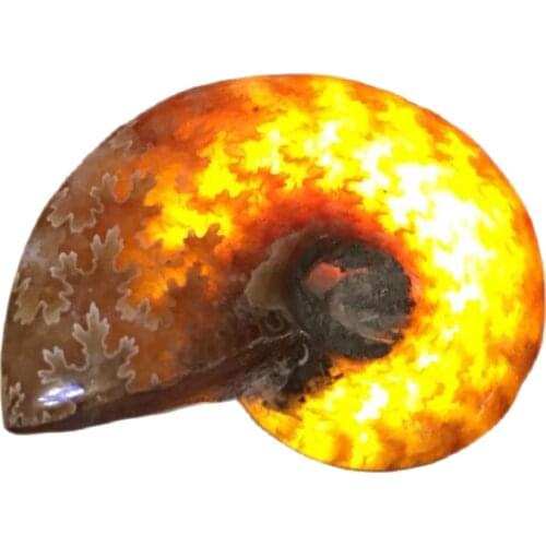 Spiral Ammolite Natural Ammonite Fossil Pure Natural Handicraft Pieces Played On Palms Nice Gift For Stone Collection 2.6-3.5cm