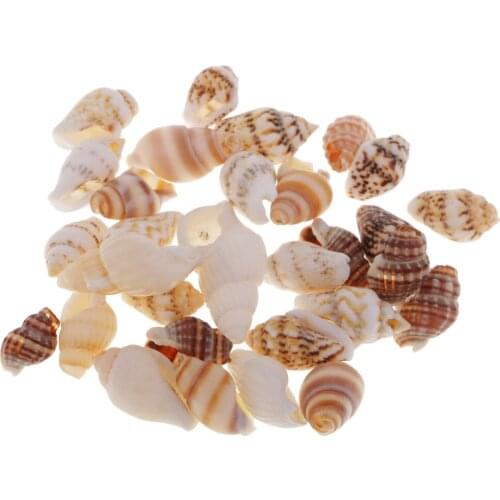 30pcs Party Festival Home Decor Aquarium Decoration Conch Shells Natural Sea Beach Shell Conch Seashells For DIY Candles Crafts