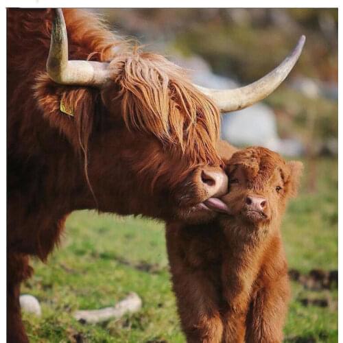 3D Diamond Embroidery Full Square/Round Drill 5D DIY Diamond Painting highland cow pattern Needlework Home Decoration gift AZ52