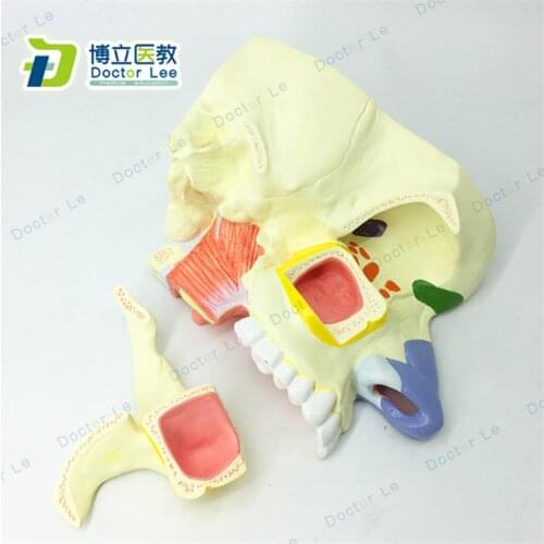 1.5 Times Enlarged Human Anatomy Nasal Cavity Model for E.N.T Department Nasal and Paranasal Sinus Model