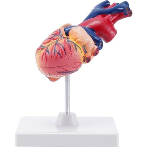 Scientific Heart Model, 2-Part Life Size Human Heart Anatomical Model with Mounted Display Base, Heart Model Teaching Display