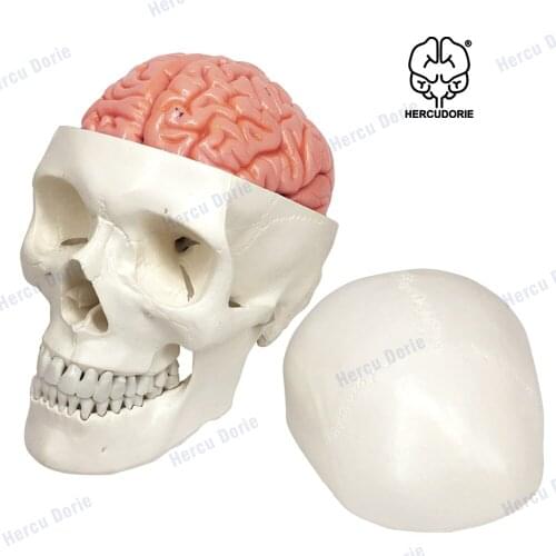 Human Skull and Brain Model, 11 Parts, Life Size, Anatomical Human Head Model W/Brain, Human Skull, for Medical Teaching Learnin