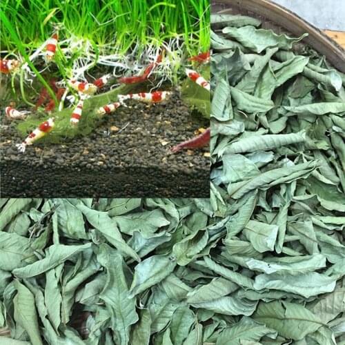 200+ GUAVA ORGANIC LEAVES - Natural Shrimp Food