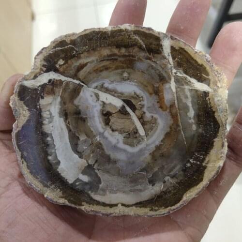 200-280g natural crystal Petrified wood piece ore specimens for decorative collection