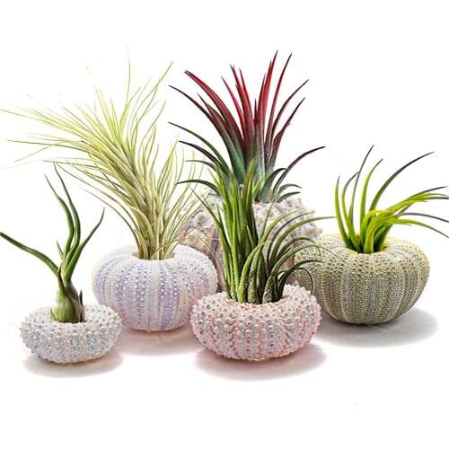 Natural Sea Urchin Shell for Decoration Conch Tillandsia Potted Plant Coquillage Undefined Home Decoration Accessories