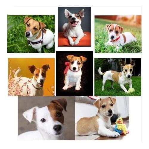 Full Drill,dog,jack russel,diamond embroidery,5d diamond painting,Cross Stitch,3D rhinestones embroidery,Mosaic,pet, JS4154