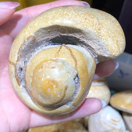 Rare occasion!!!Natural conjoined Marine mineral chrysanthemum snail