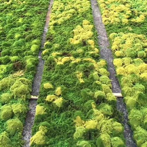 Preserved Moss Wall Decor Real Preserved Moss No Maintenance Required Naturally Preserved Moss Home Wall Party Festivals Crafts