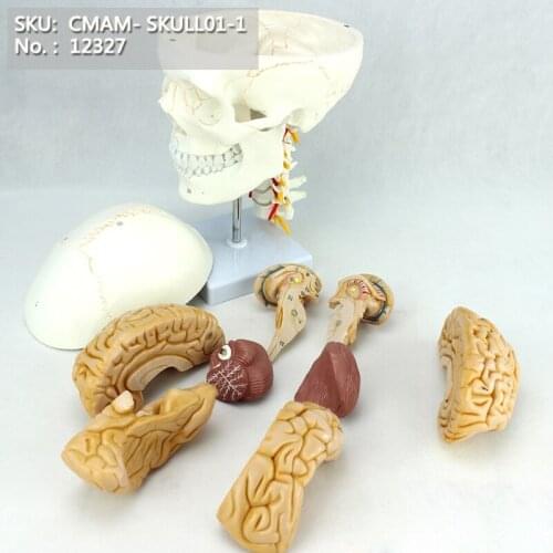 CMAM/12327 Skull, 8-parts brain, cervical vertebra, Plastic Skull Medical Anatomical Model