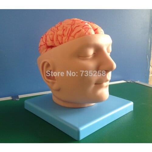 Head And Brain Artery Model,ISO brain anatomical model,Head Anatomical Model