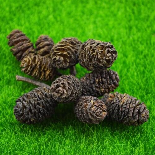 5pcs Pet Ant Farm Landscaping Ornaments Natural Small Pines and Cypresses Ant Nest Accessories