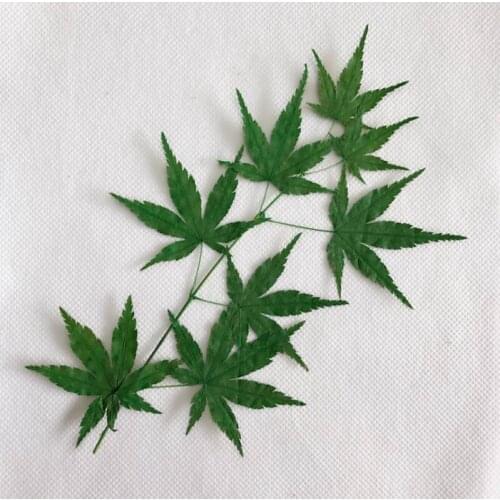 6pcs 15-23cm Pressed Dried Flower Maple Branch For Epoxy Resin Jewelry Making Nail Art Craft DIY Accessories
