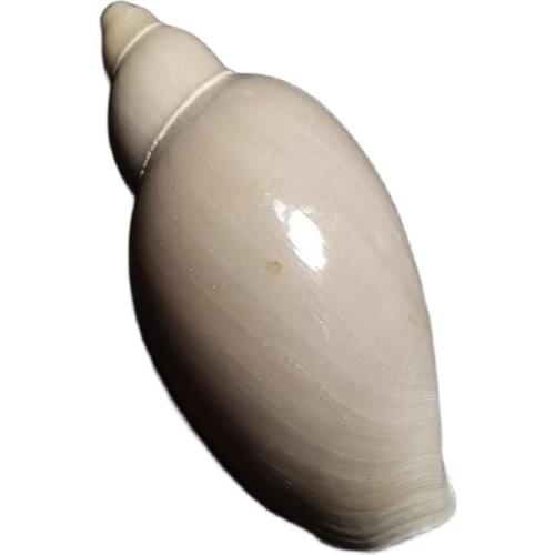 Rare Conch, One and Only 9.59cm Dongsha Valley Rice Conch Collection home decoration