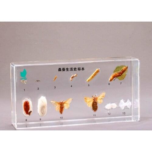 Silkworm growth specimen Natural science insect specimens Popular science teaching products Steam teaching aids