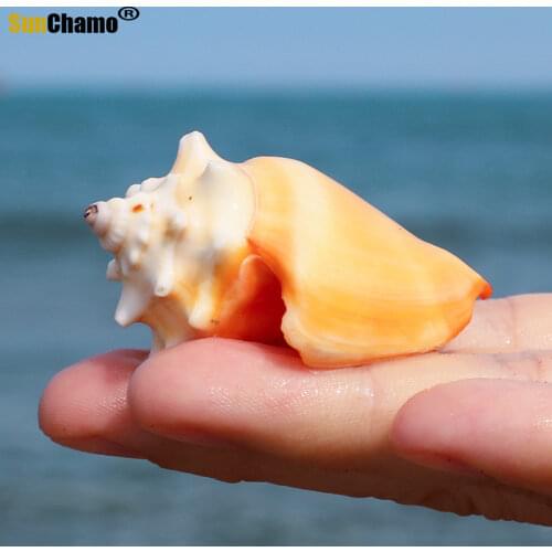 Golden Fist Natural Shell Conch Fine Shell Specimen Conch Fish Tank Decoration Mediterranean Home Decoration Crafts Ornaments