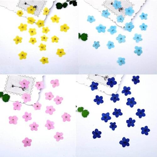 100pcs Pressed Dried Dyed Myosotis Sylvatica Forgetmenot Flower Plant Herbarium For Jewelry Phone Case Nailart Bookmark Making