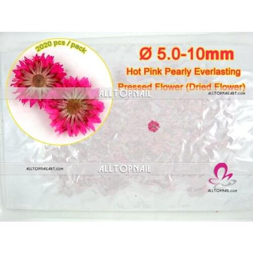 Pearly Everlasting Hot Pink Dried Pressed Flowers 2020pcs/lot Anaphalis Margaritacea Bulk Pressed Flowers - Free shipping