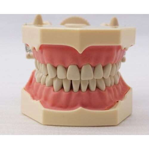 32pcs Teeth Soft Gum Screw fixed DP Articulator SF Type Study Dental Model