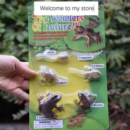 Pvc figure model toy life circle frog set