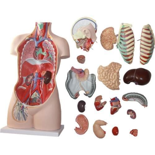 85CM 17 part human torso anatomical model human organs visceral model Trunk anatomy model
