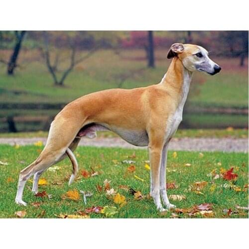 5D DIY Diamond Painting Handsome Whippet dog Cross Stitch Mosaic Daimond Painting Animals Full Square Home Decor C454