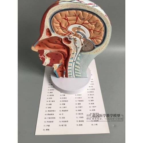 Head anatomy model with neurovascular muscle blood vessels brain structure anatomical model