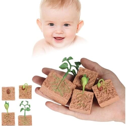 Simulation Plant Model Mini Seed Growth Cycle Toy Seed Set Gifts Best Model Childrens Toys Cognitive Eaducational Growth C R8I2