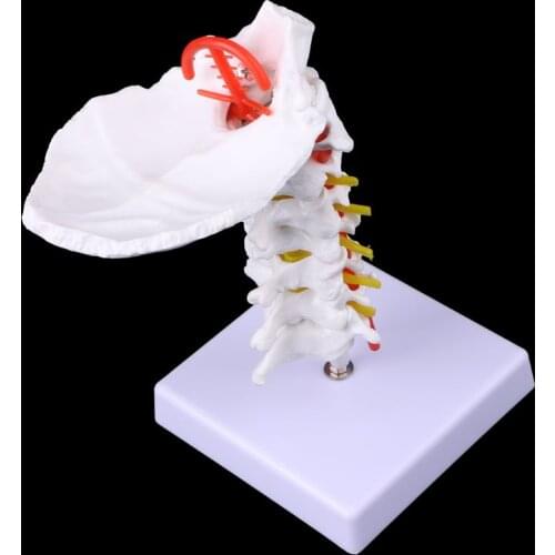 Cervical Vertebra Arteria Spine Spinal Nerves Anatomical Model Life Size M5TE