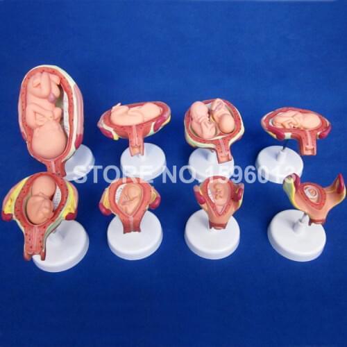 Fetus Development Model,Embryo Development Model,Anatomical Uterus and Fetus with Umbilical Cord,Fetal Development model
