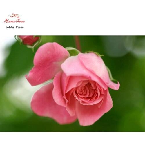 Needlework,DIY DMC 14CT 11CT printed Cross stitch,Embroidery kits flower white canvas Counted Cross-Stitching