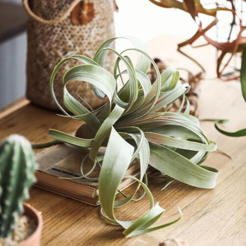 Simulation Air Pineapple Delicate Artificial Plants Wall Decoration Air Tiran Capita Tower