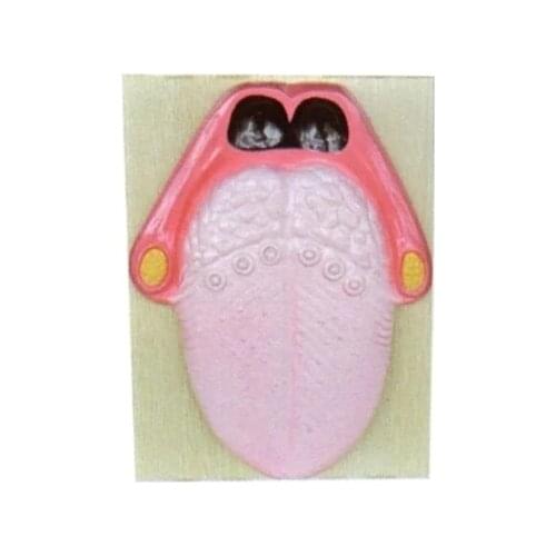 The human tongue magnifies the model Tongue taste buds expand model 36*27*6cm free shipping