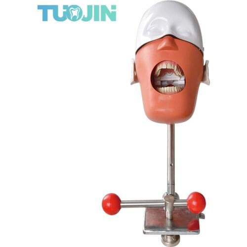 Dental Phantom Manikin Head Model Stepper Walking Simulators Resin Teeth Modeling Dentistry Implant Study Training Goods