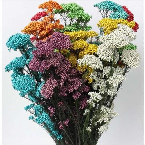 10 Bundles Ozothamnus Diosmifolius Preserved Flower For Wedding Party Home Decoration DIY Bouquet Project Accessory