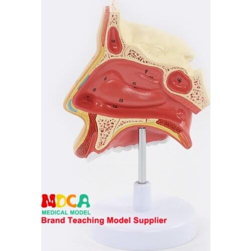 Enlargement of nasal cavity and nose anatomy model of Otolaryngology Teaching in otolaryngology MBQ004