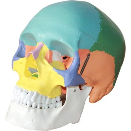 1:1 Life Size Color Head Model Natural Human Skull Adult Head Anatomy Model of Medical Human Anatomy Skull Brain Anatomia Model