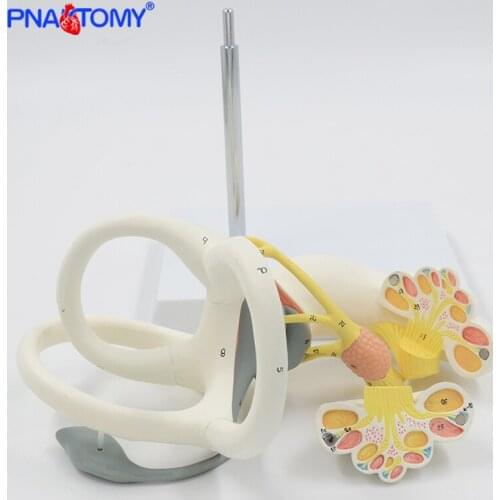Enlarged Human Ear Labyrinth Model Inner Ear Anatomical Model Sense Organs Detachable Medical Teaching Tool Hospital Use