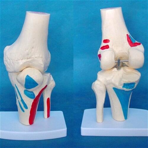 Human knee joint bone model medical teaching explanation mold