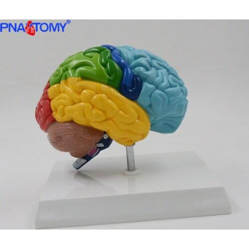 Natural Size Human Anatomical Brain Model Colored Brain Functional Are Medical Tool with Base Cerebrum Cerebellum Model PNATOMY