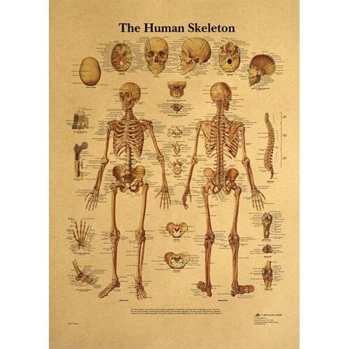 Human Body Illustration-Skeleton Vintage Poster on Kraft Paper Classroom Museum Decorative Painting