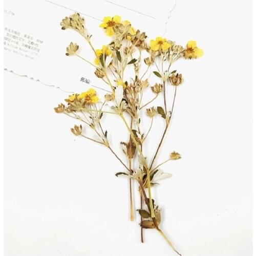 100pcs Pressed Dried Rosa multiflora Flower With Stem For Epoxy Resin Jewelry Making Bookmark Phone Case Makeup Nail Art DIY