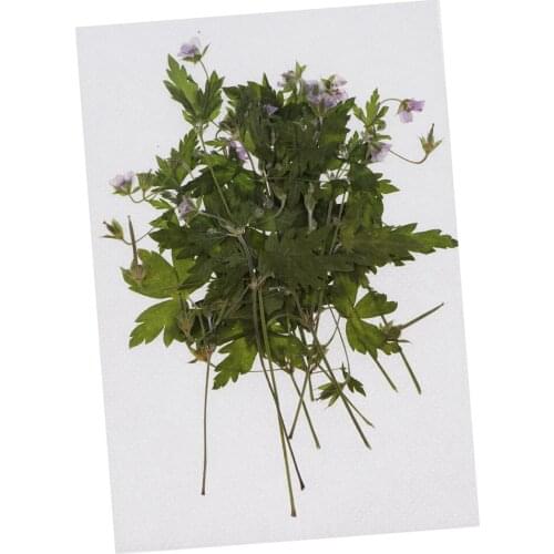 12x Dried Flowers Stems Wedding Garden Home Decor Crafts Natural Pressed Dry