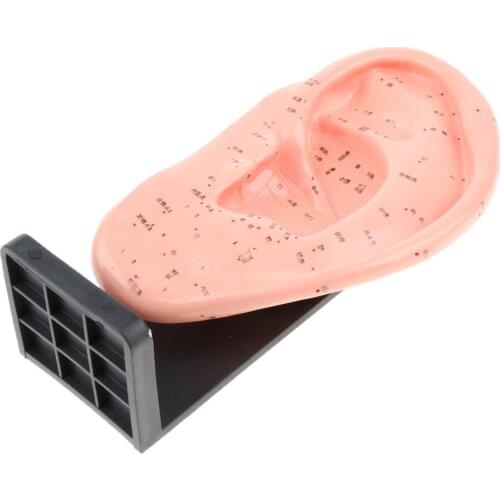 Human Ear Acupuncture Meridian Model Points Chinese Teaching Education Tool